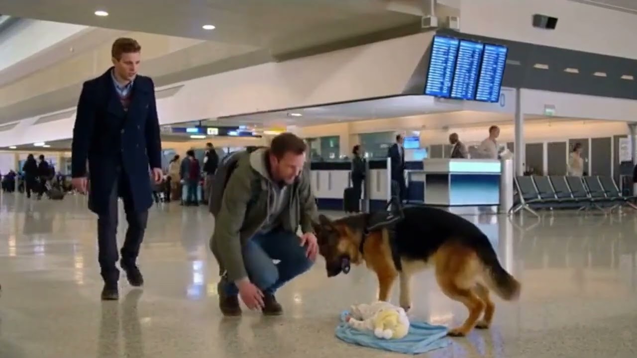 German Shepherd Protects Lost Baby—Airport Security Called!