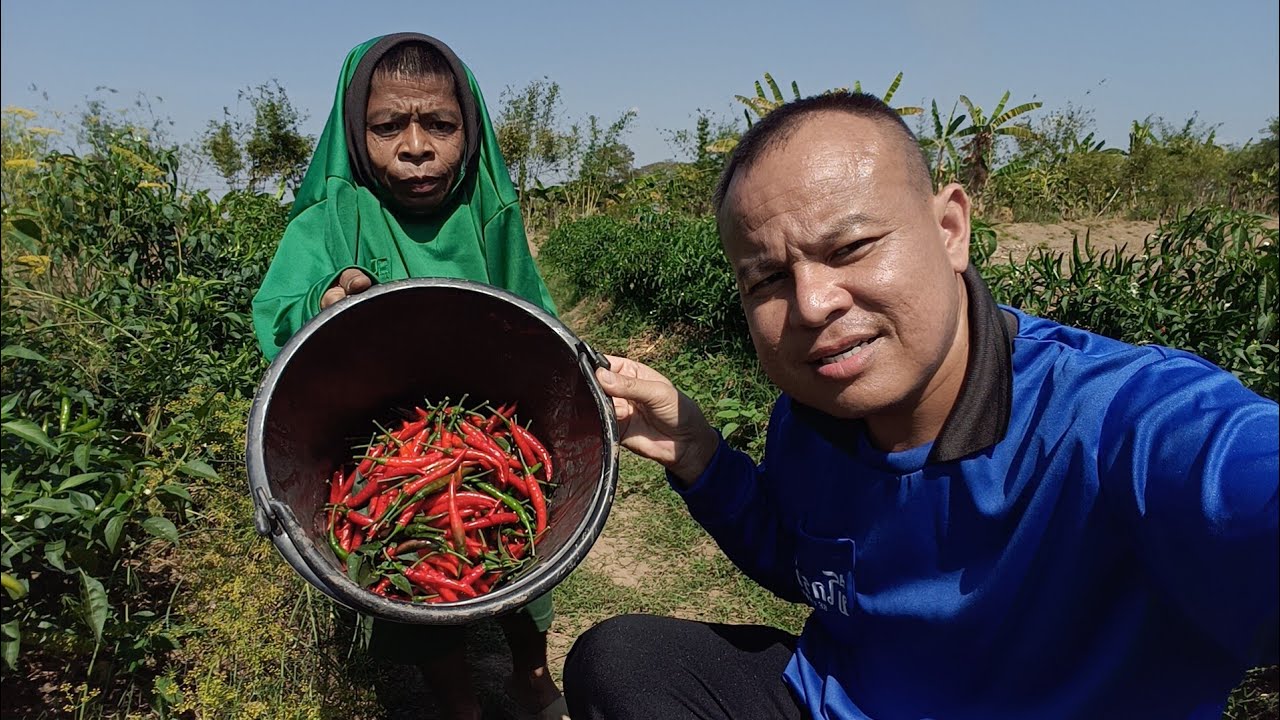 คนอิหยังสูงเท่าต้นบักพริก55อาวสูงเป็นตาชัง