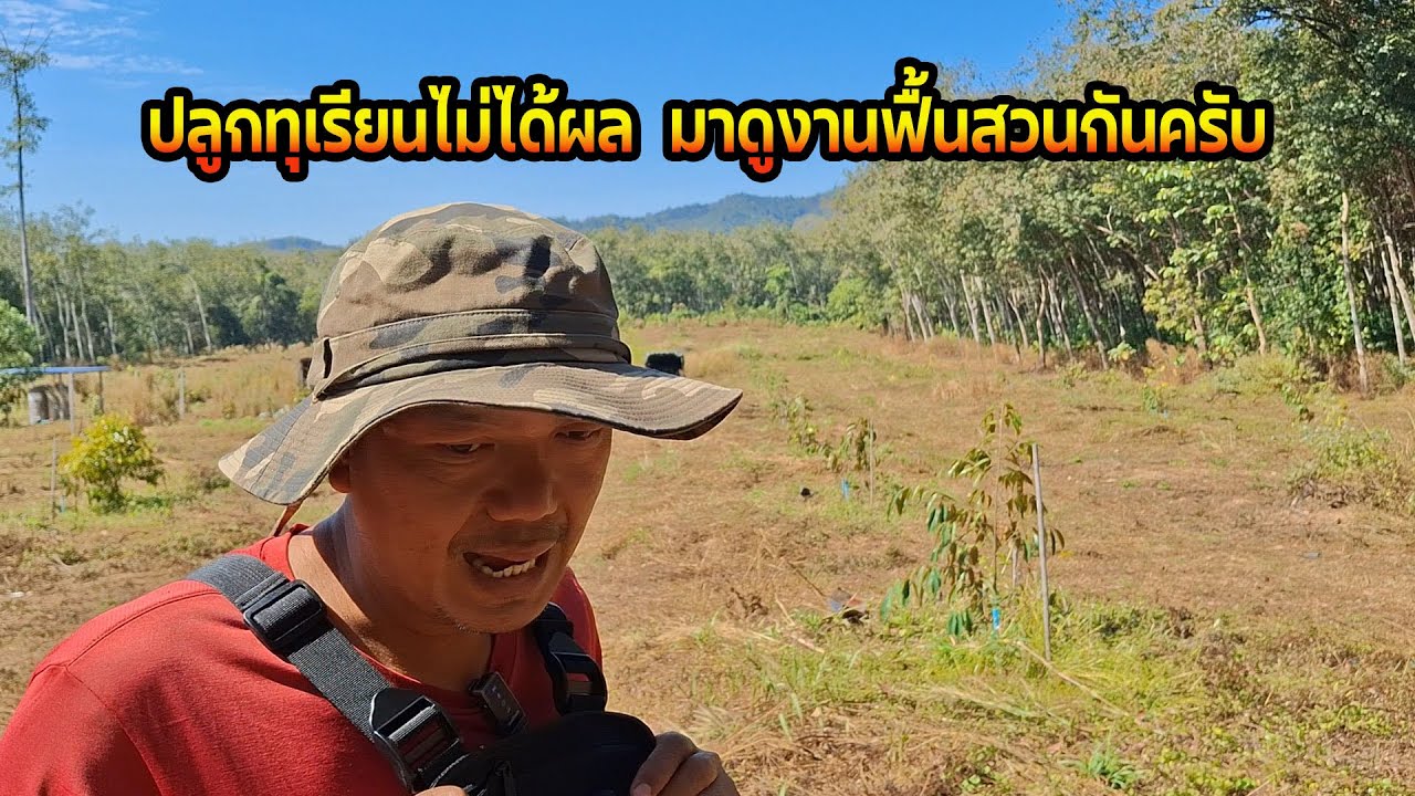 ปลูกทุเรียนไม่สำเหร็จ  มาดูวิธีฟื้นสวนกันครับ