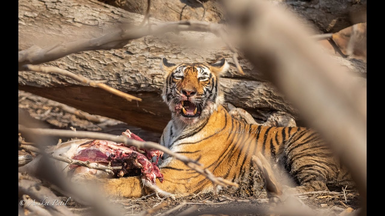 Tiger eating Spotted deer | Ranthambore |