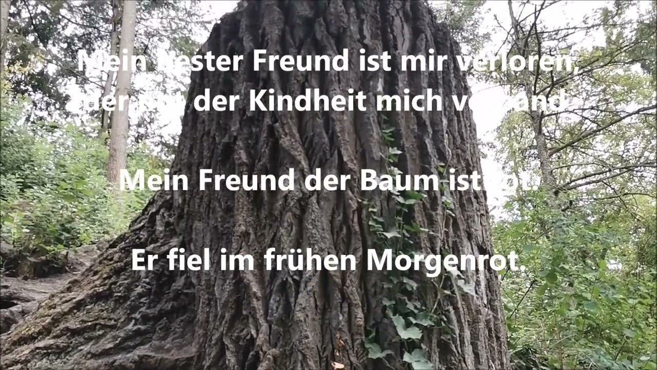 Alexandra - Mein Freund der Baum (Lyrics)