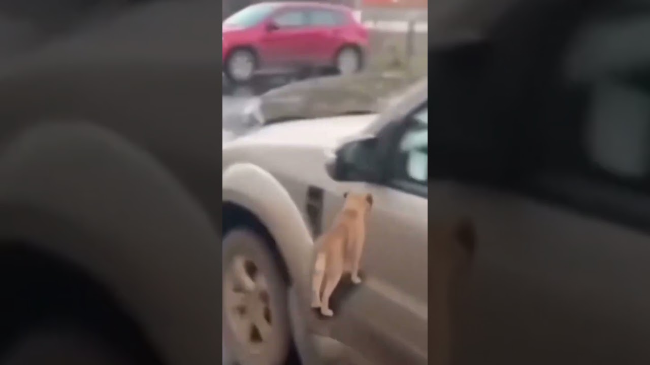 Epic Fails Viral Video #8 #fail #viral #viralvideo #fails #virals