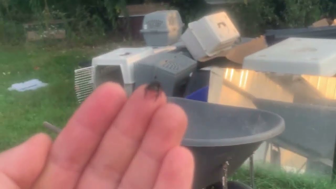Rescuing a jumping spider from a bleach-soaked kennel!!!