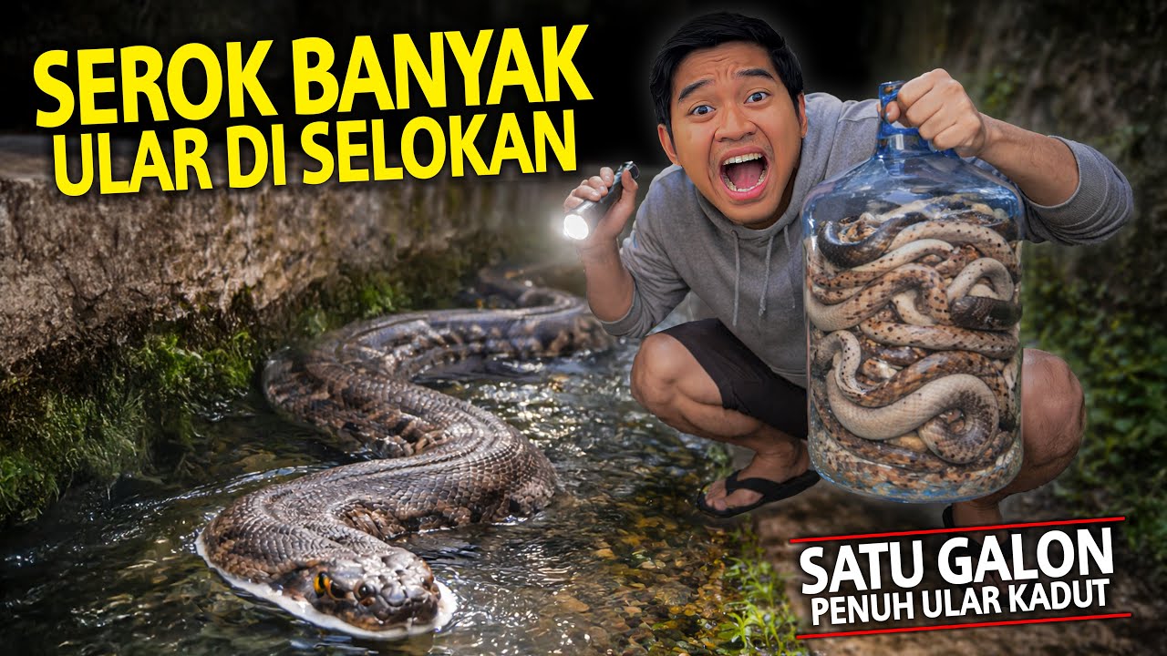 SEROK BANYAK ULAR DI SOLOKAN MALEM-MALEM! SATU GALON FULL SAMA ULAR!
