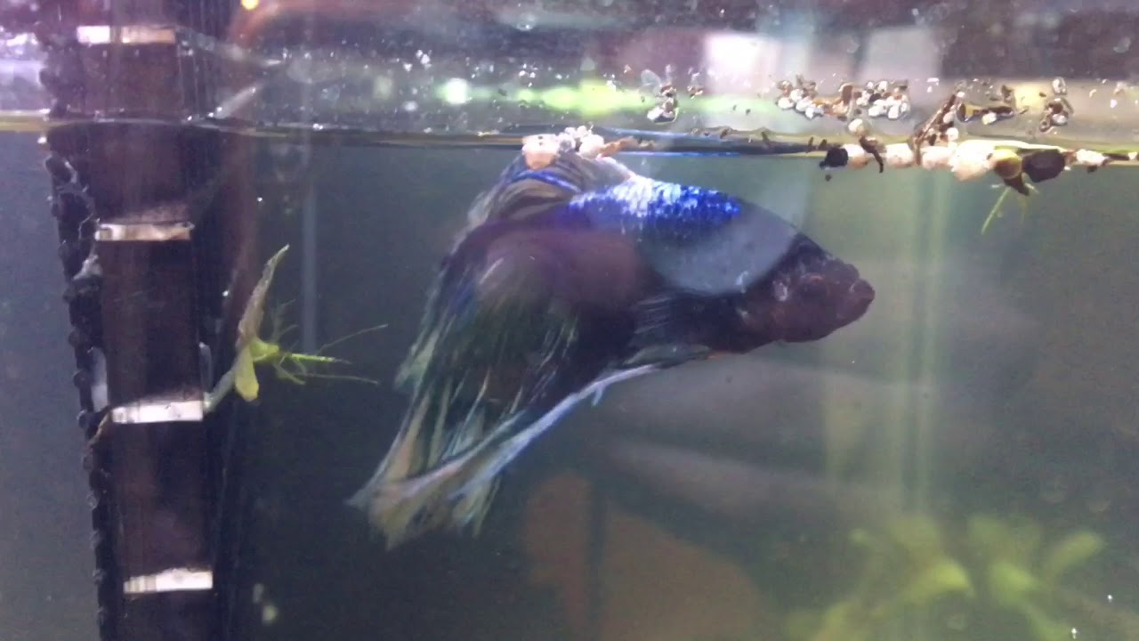 Betta Barrack Tank