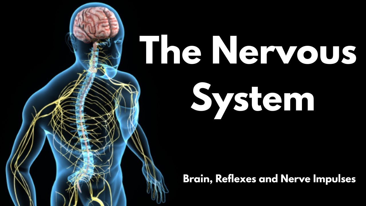 The Nervous System EXPLAINED! | Brain, Neurons, Reflexes & Nerve Impulses | Biology Lesson