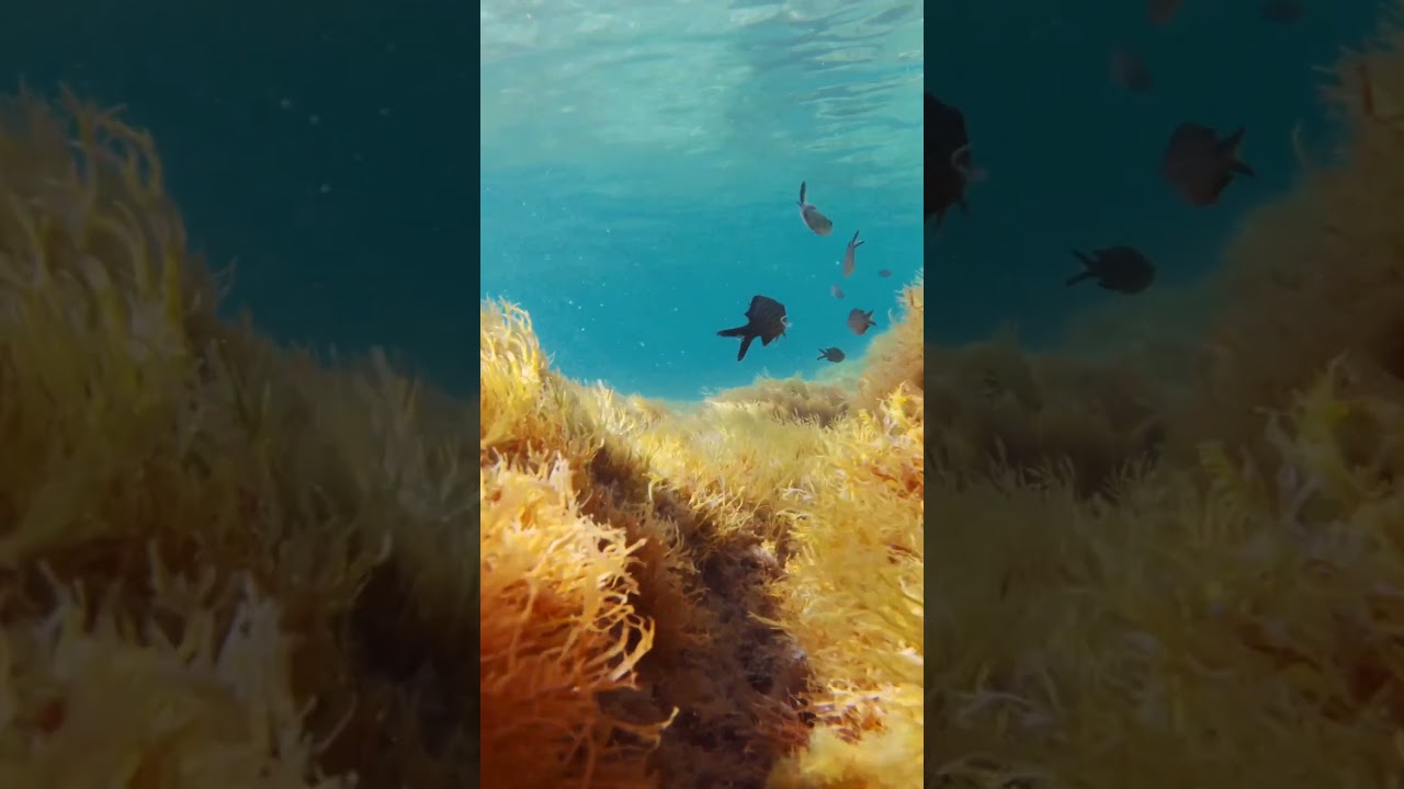 Dive Shallow, Stay Longer: The Shallow Dive Secret