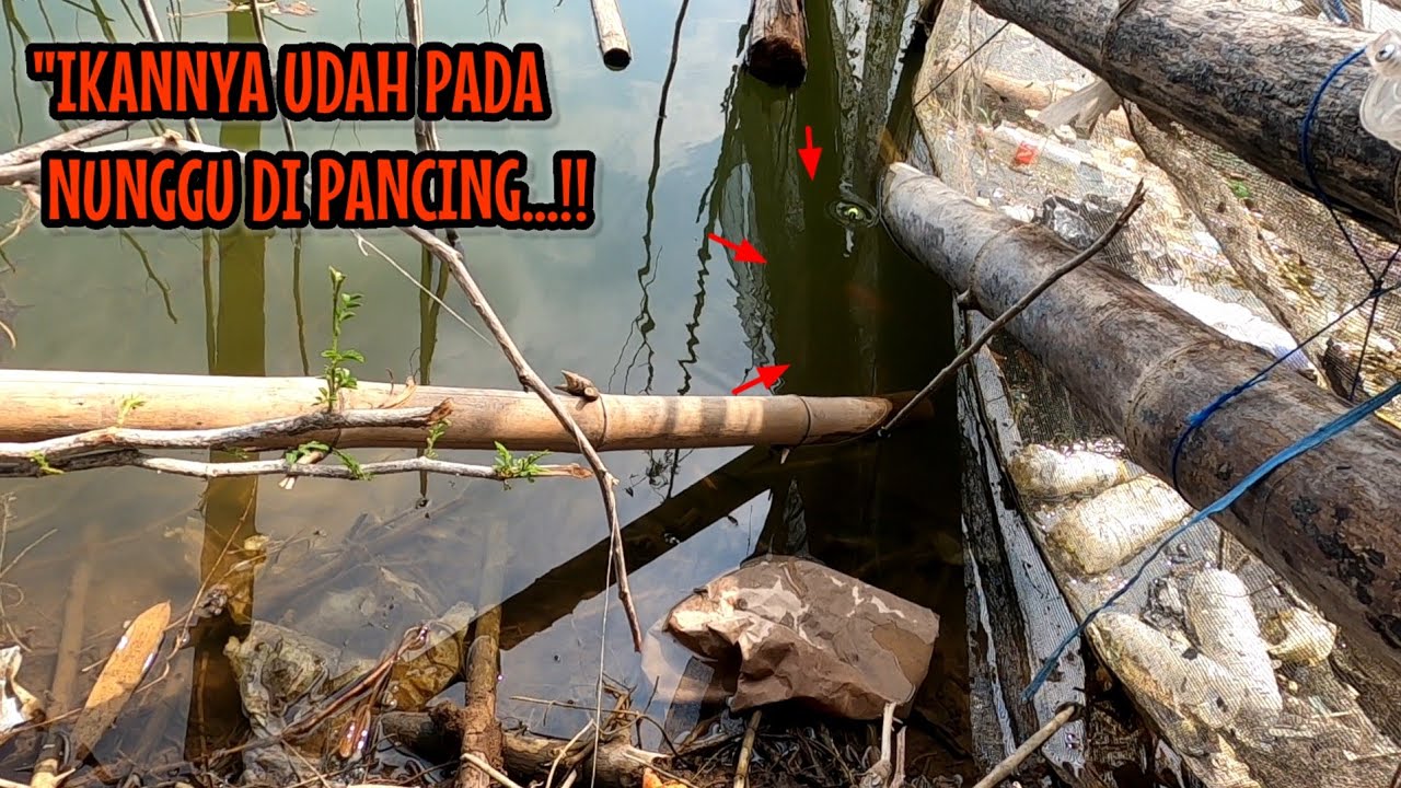 BARU DATANG IKAN UDAH NGANTRI MINTA DI PANCING || mancing ikan red devil NAHOL MANIA