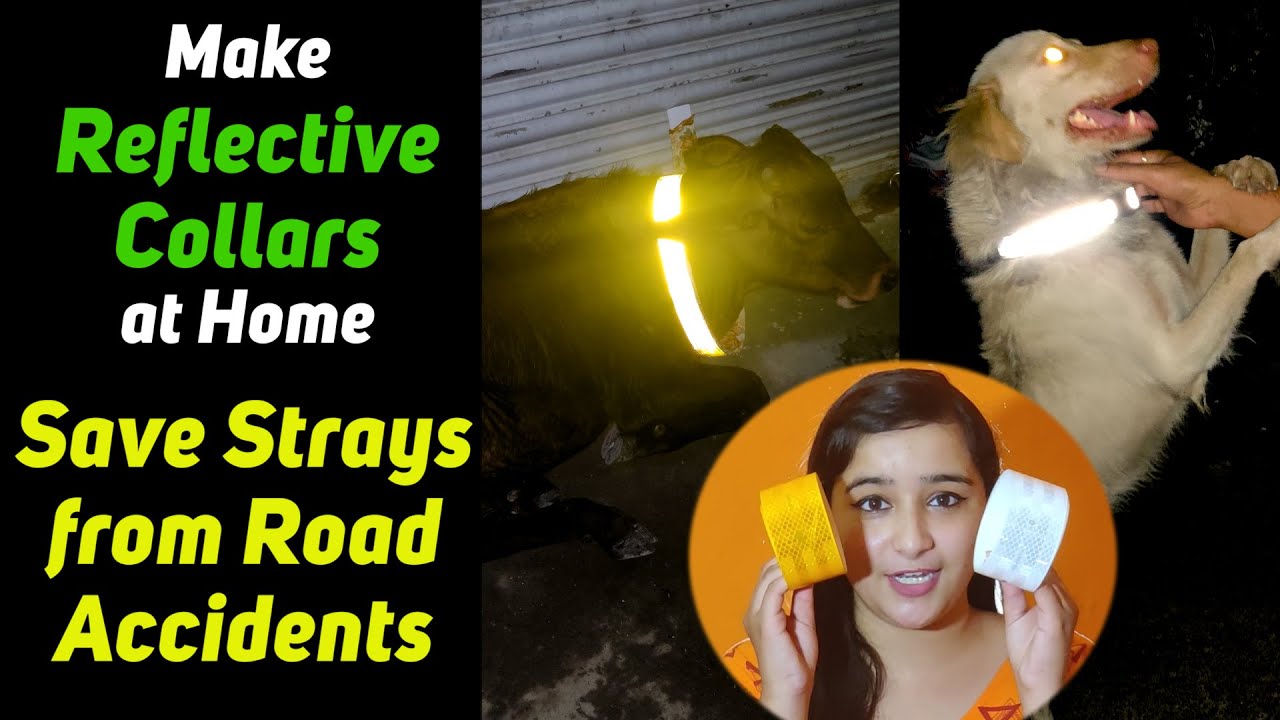 Make Reflective Collars at Home | Save Stray Animals from Road Accidents | Mugdha Khatri