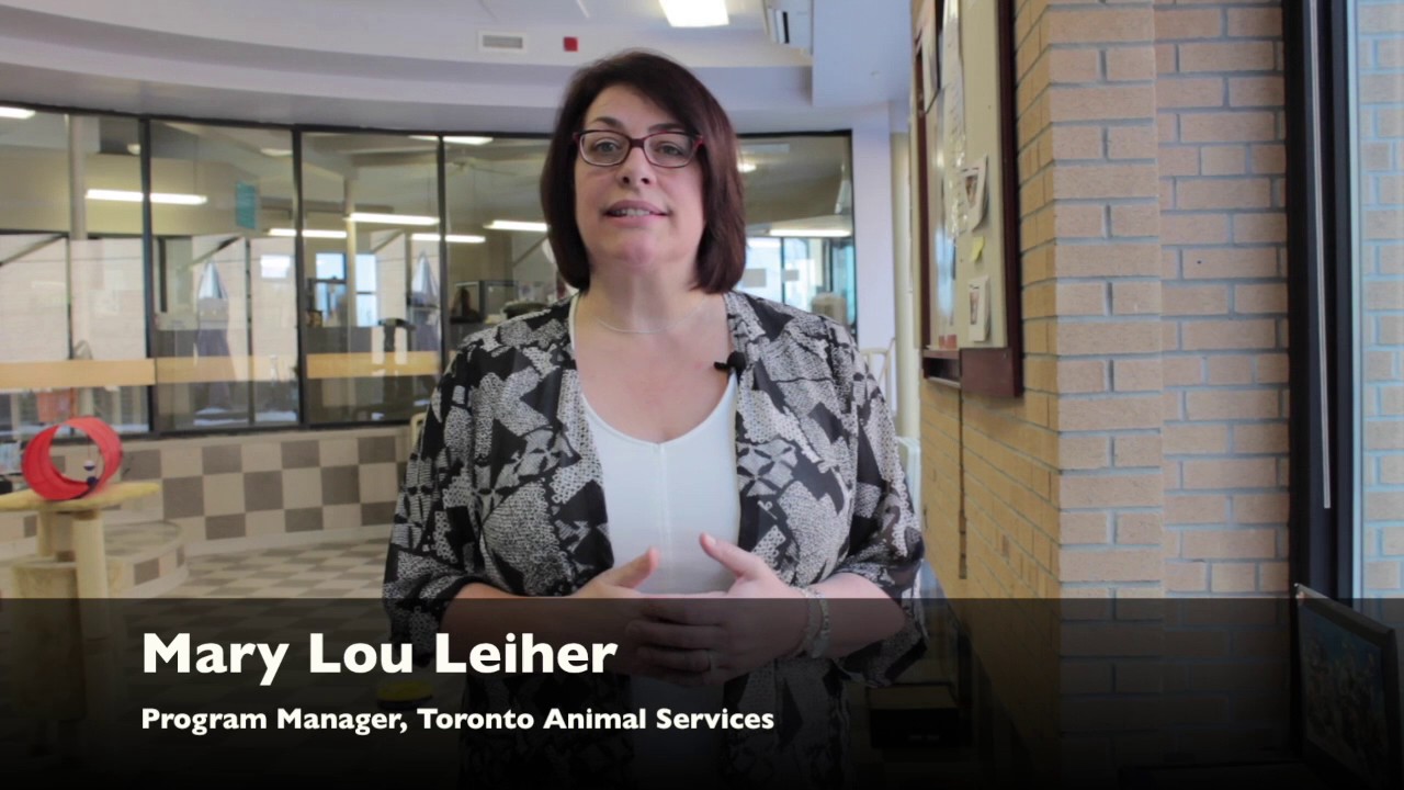 Toronto Animal Services on: COYOTES