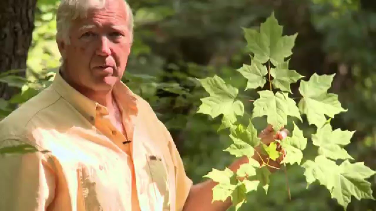 Common Ground 707: Identifying Trees of Northern Minnesota