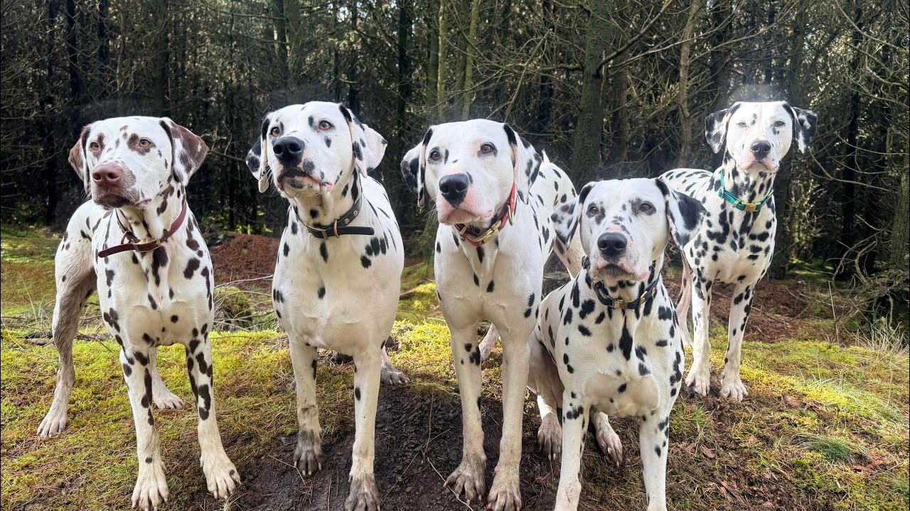 Talking about some Crufts prep