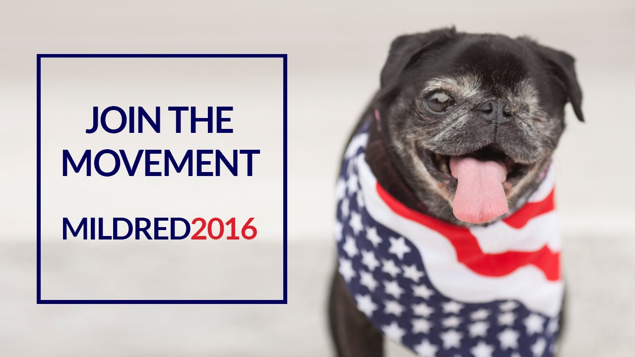 Mildred 2016 - Put a Pug in the White House