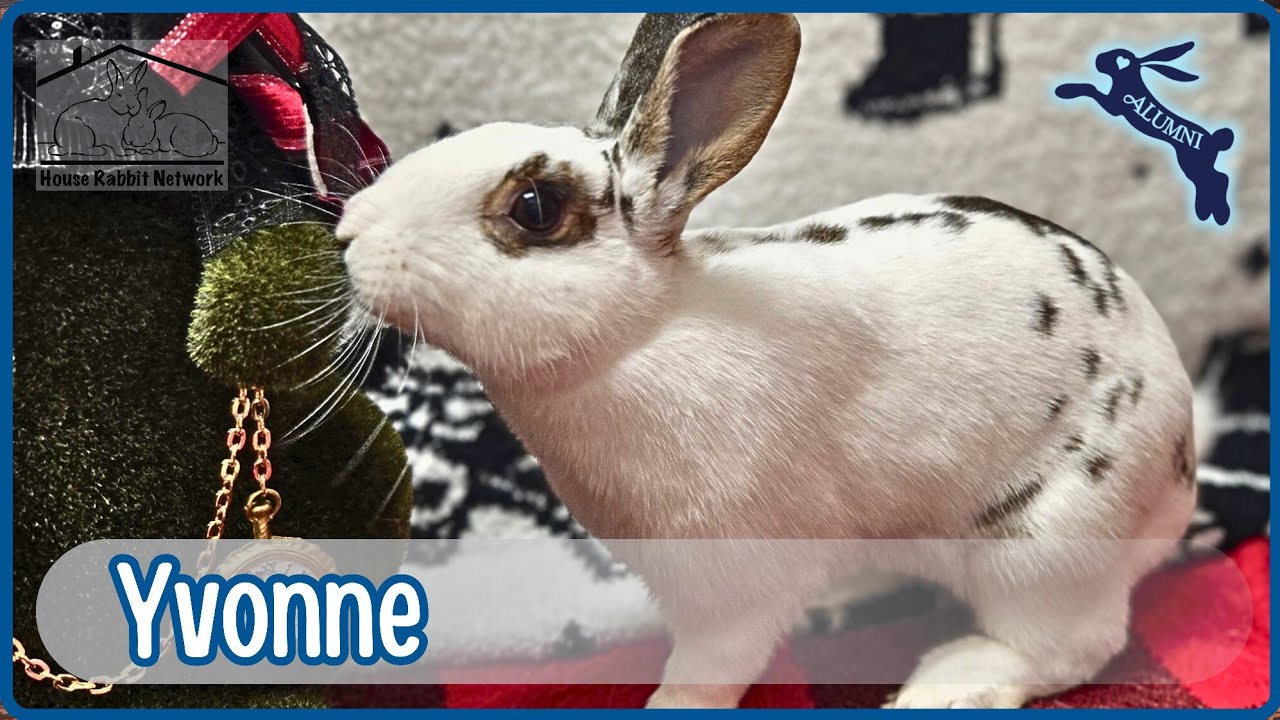 House Rabbit Network's Yvonne