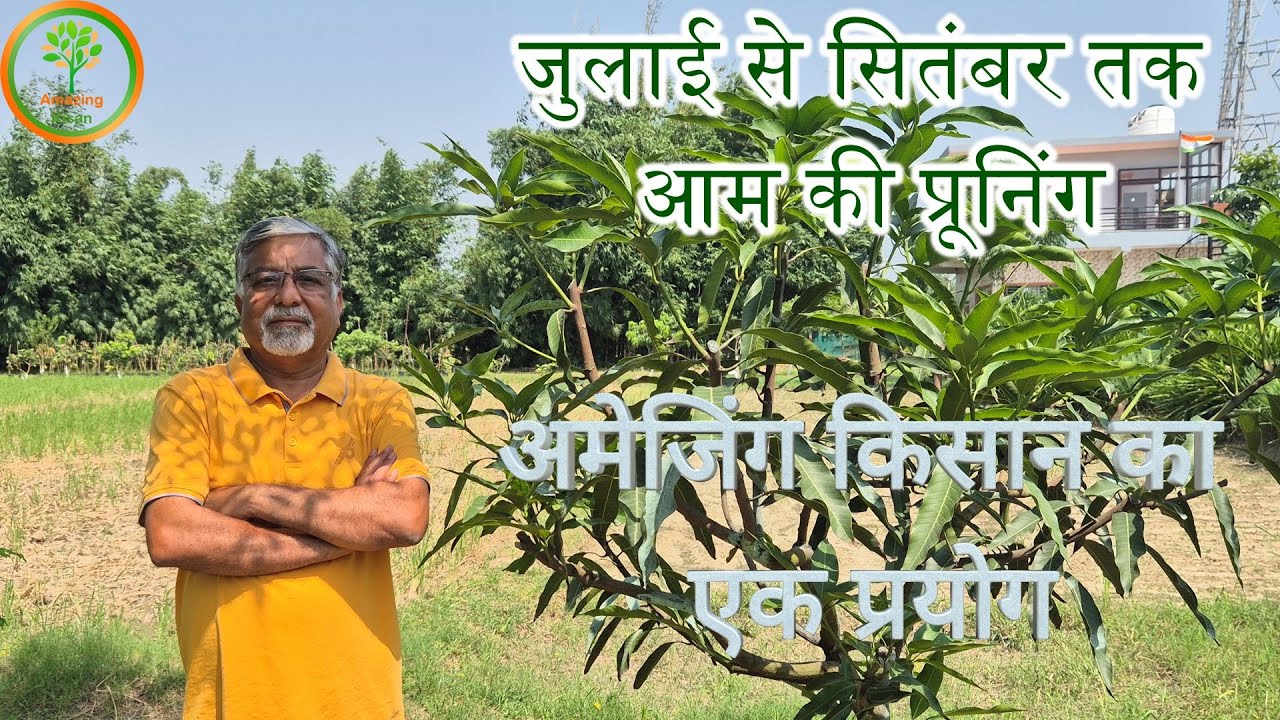 464. 🥭 जुलाई से सितंबर तक आम की प्रूनिंग | Mango pruning from July - Sept