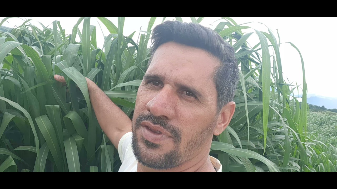 Capim miaygui sai na frente do Mombaça rebrota mais rápido e talos macio
