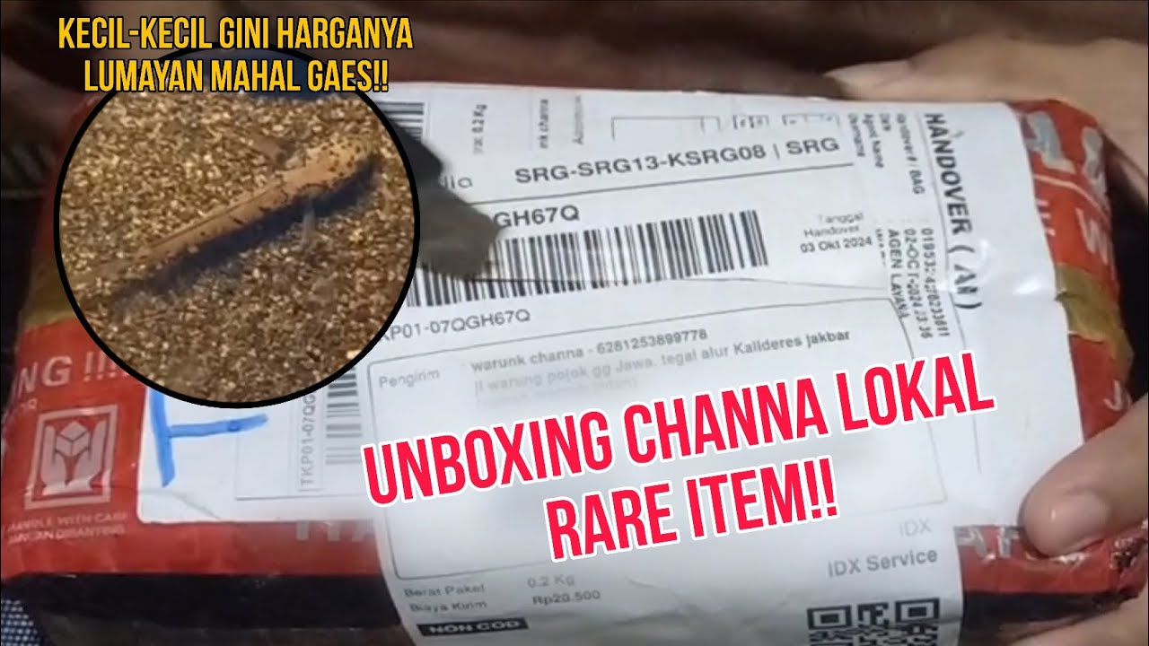 Mantap dan Mewah!! Unboxing Channa Limbata Granite!!