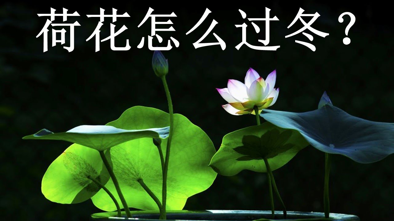 在美国北方，荷花（莲藕）怎么过冬？
