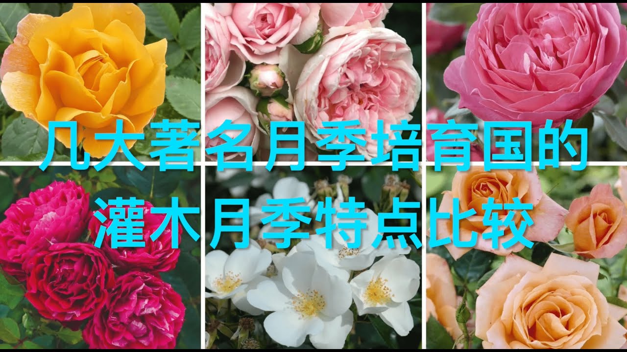 月季深度解析：不同国家的灌木月季有何独特之处？｜几大著名培育国的灌木月季特点详解｜英国｜法国｜德国｜美国｜日本｜花园灌木月季选择｜月季园艺｜月季知识｜月季种植技巧｜Rose｜Rosa｜Garden