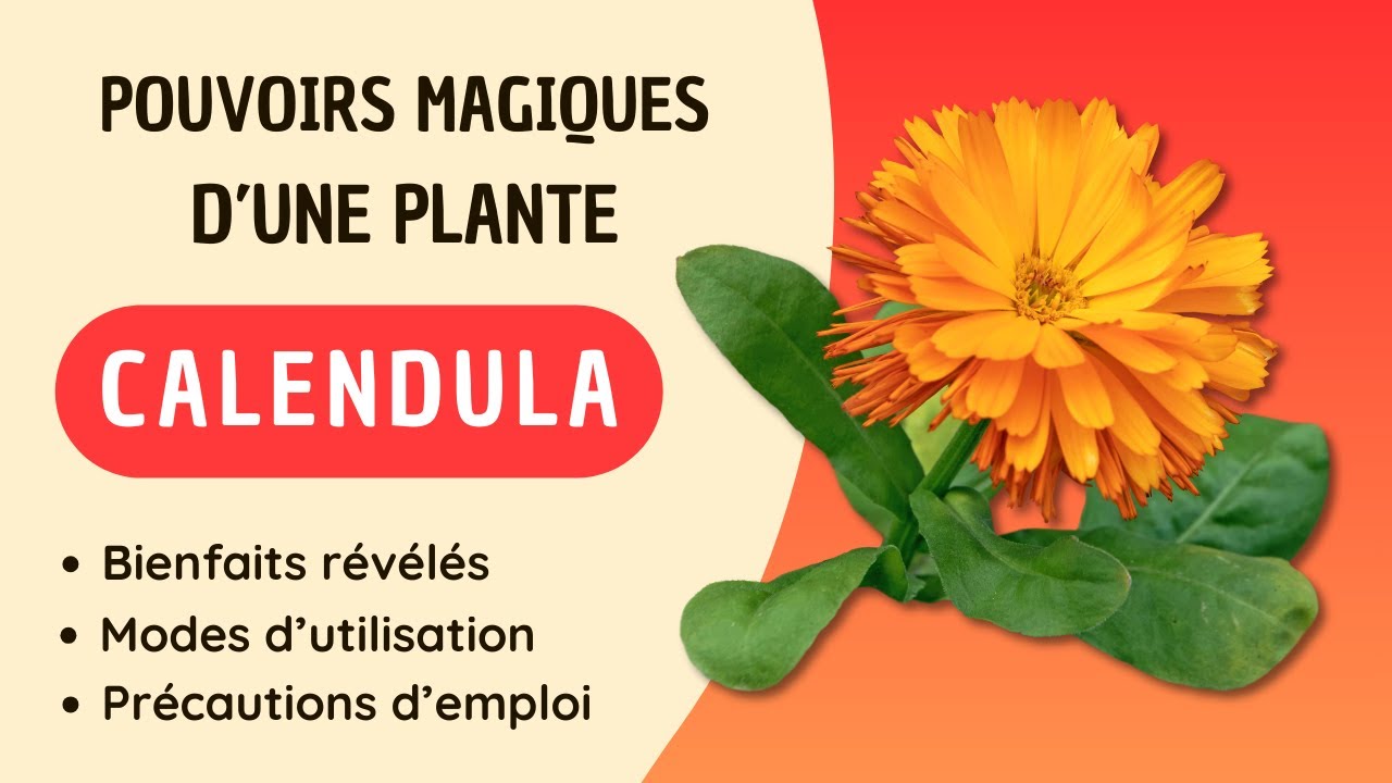 Pourquoi Tout le Monde Parle du CALENDULA ? Ses Bienfaits Insoupçonnés pour le Bien-être Révélés !