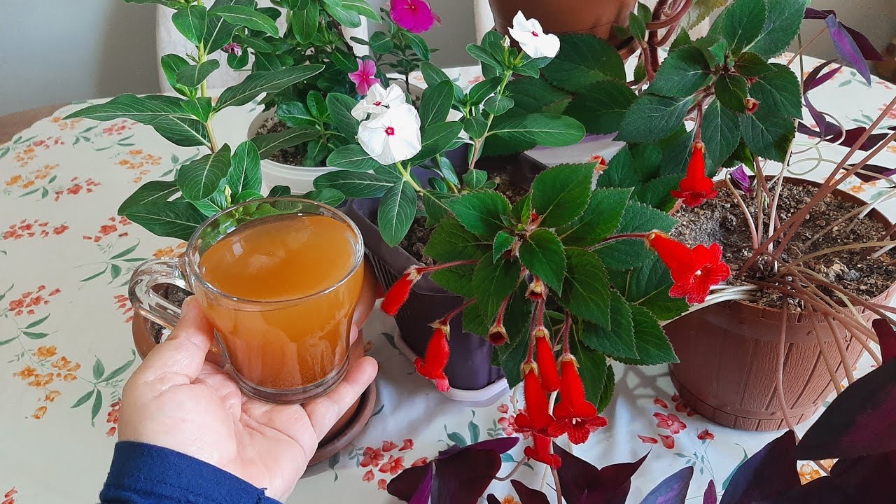kohleria  Bakımı Herhangi Bir Ev Çiçeğine1,Bardak Garanti Çiçeklenme için