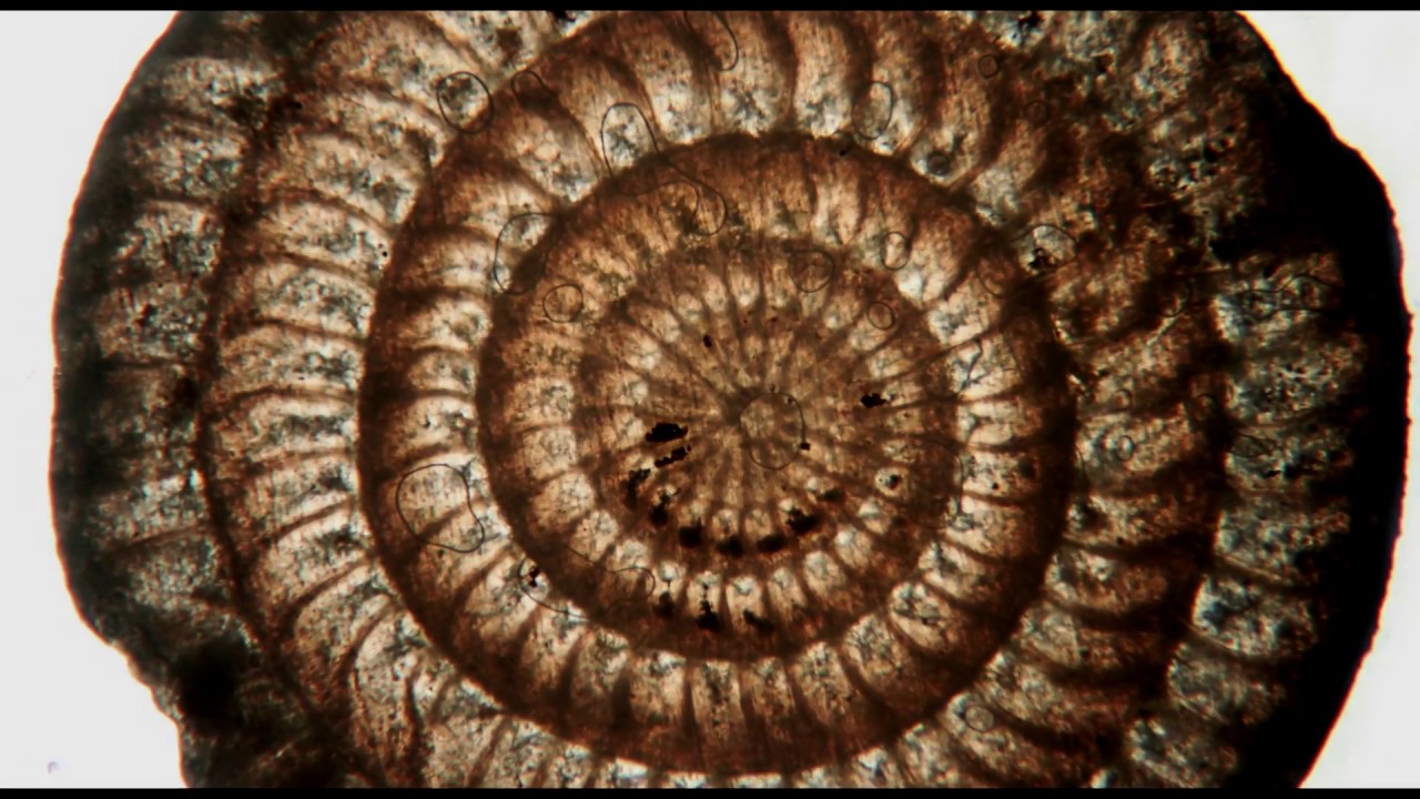 Observar con el microscopio nummulites
