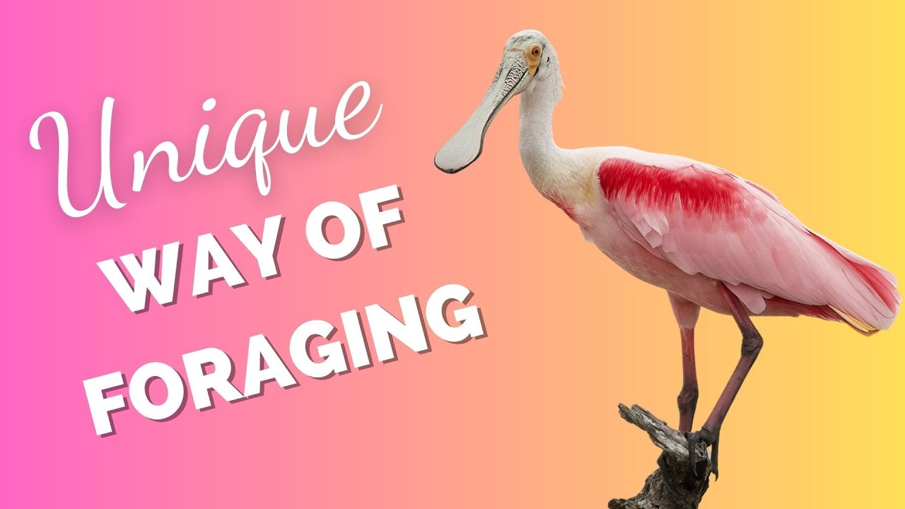 Roseate Spoonbill | A Specialized Bill For Foraging