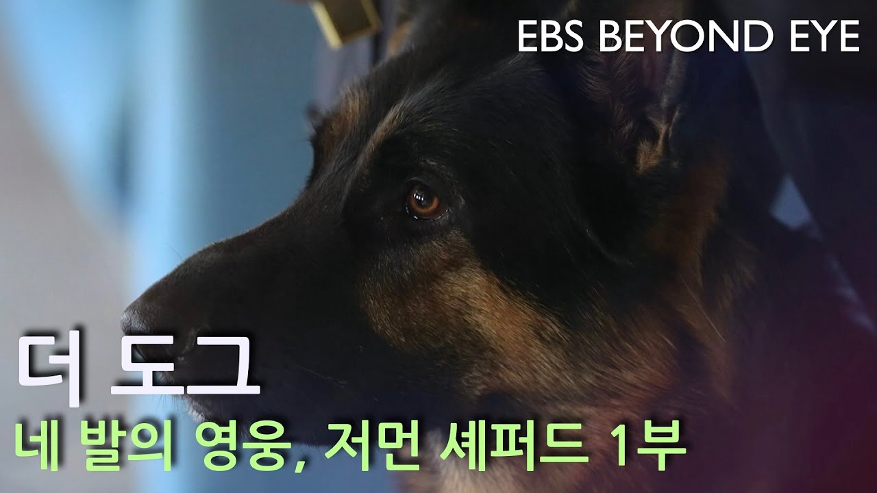 더 도그 ㅣ 네 발의 영웅, 저먼 셰퍼드 1부