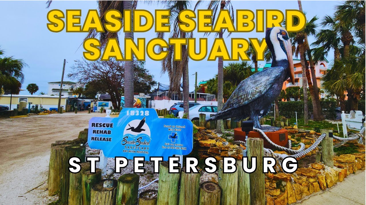 Seaside Seabird Sanctuary St Petersburg Florida Full Tour