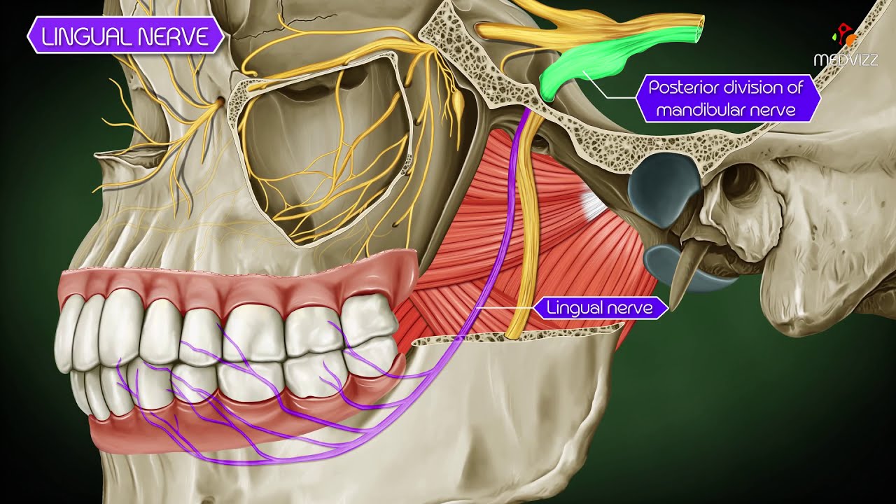 Lingual nerve Gross anatomy  Animation - Anatomy of head and neck