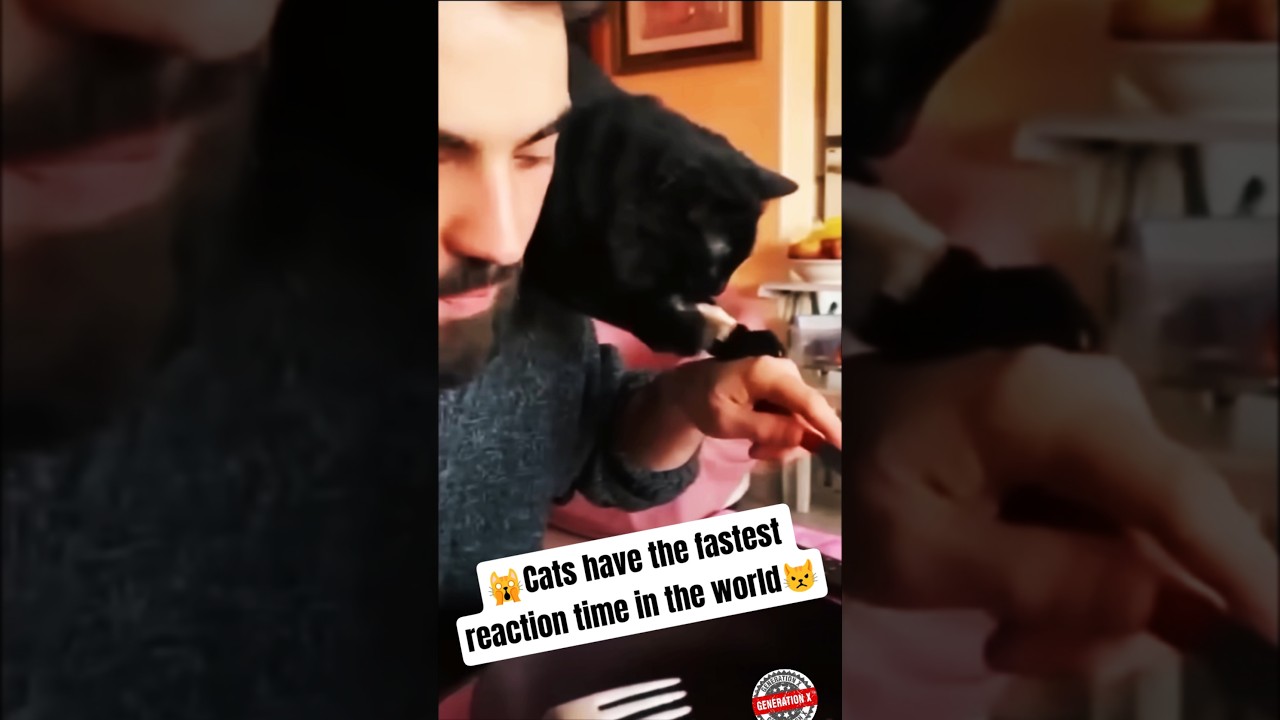 🙀Cats have the fastest reaction time in the world🙀😾 