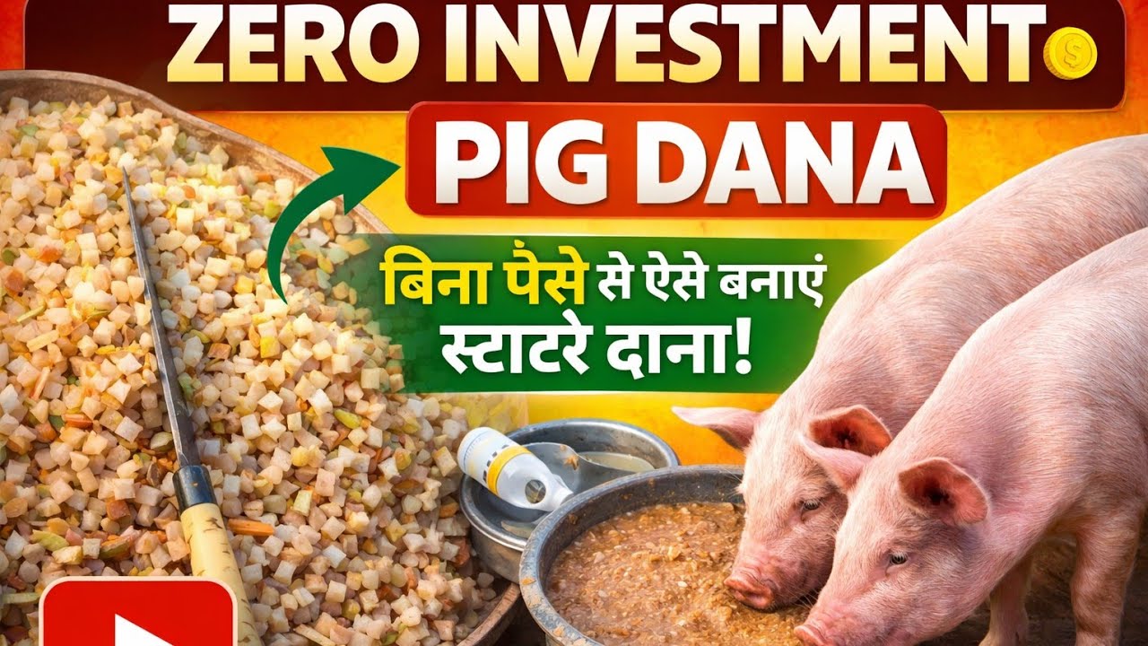  बिना पैसे से ऐसे दान बनाएं || zero investment pig feed || suar dana kaise banaen 