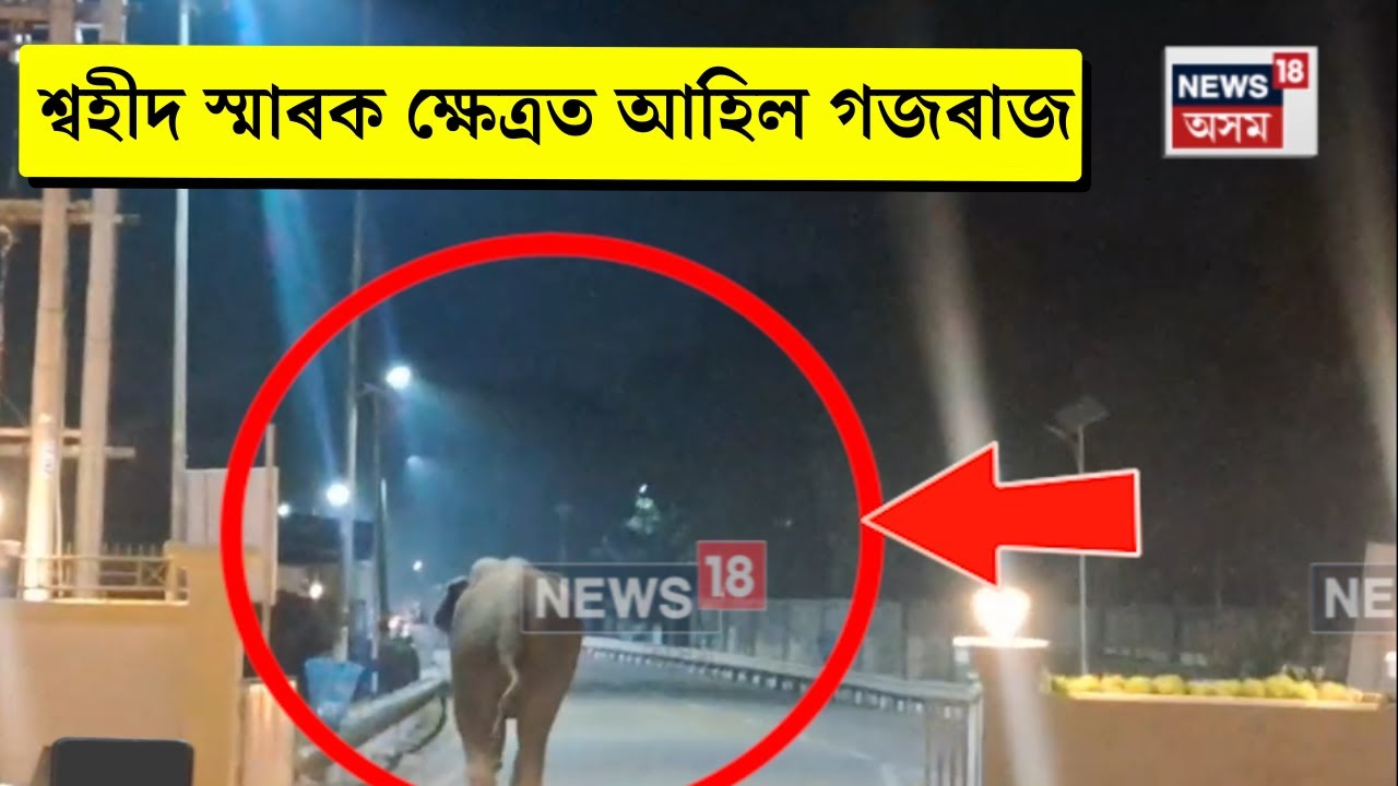Guwahati News। গুৱাহাটীৰ শ্বহীদ স্মাৰক ক্ষেত্ৰত গজৰাজৰ বিচৰণ। N18V