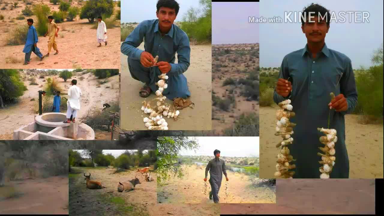 Mushrooms and natural beauty of Tharparkar achro thar | Amazing world