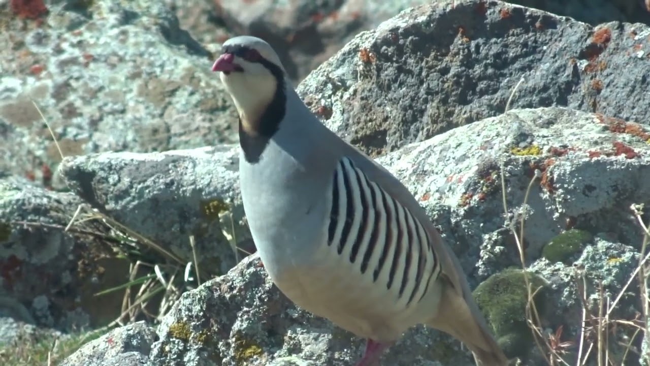 Keklik Avı (Bağlı) - الحجل طائر - куропатка - partridge