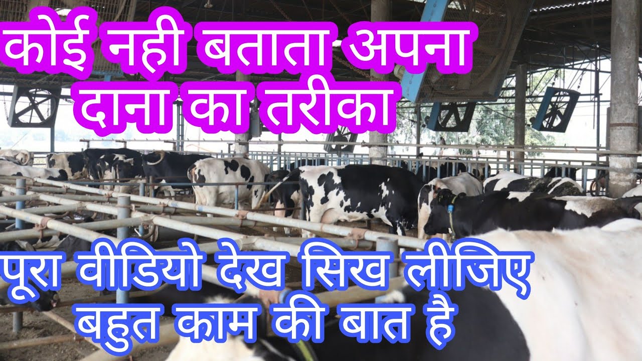 कोई नही बताता अपना दाना का तरीका//feed formulation Punjab dairy farmers