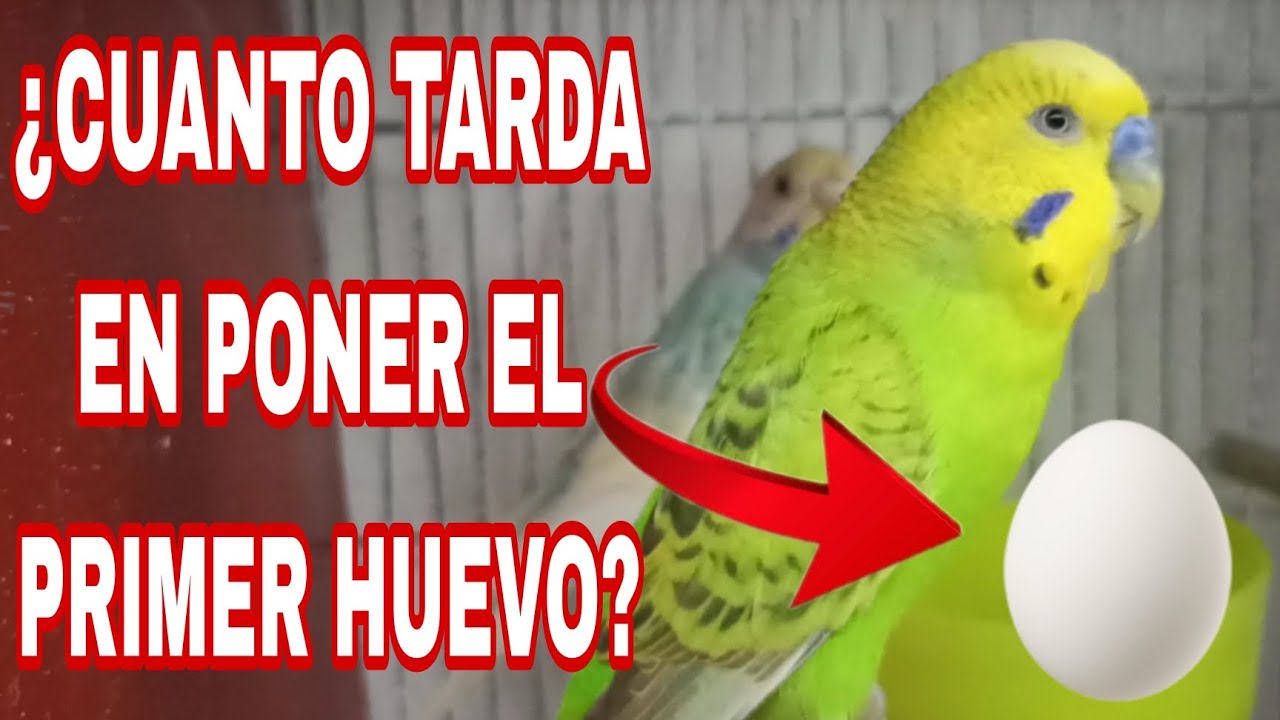 &iquest;CUANTO TIEMPO SE TARDA EN PONER SU PRIMER HUEVITO MI PERIQUITA? | PERIQUITOS AUSTRALIANOS