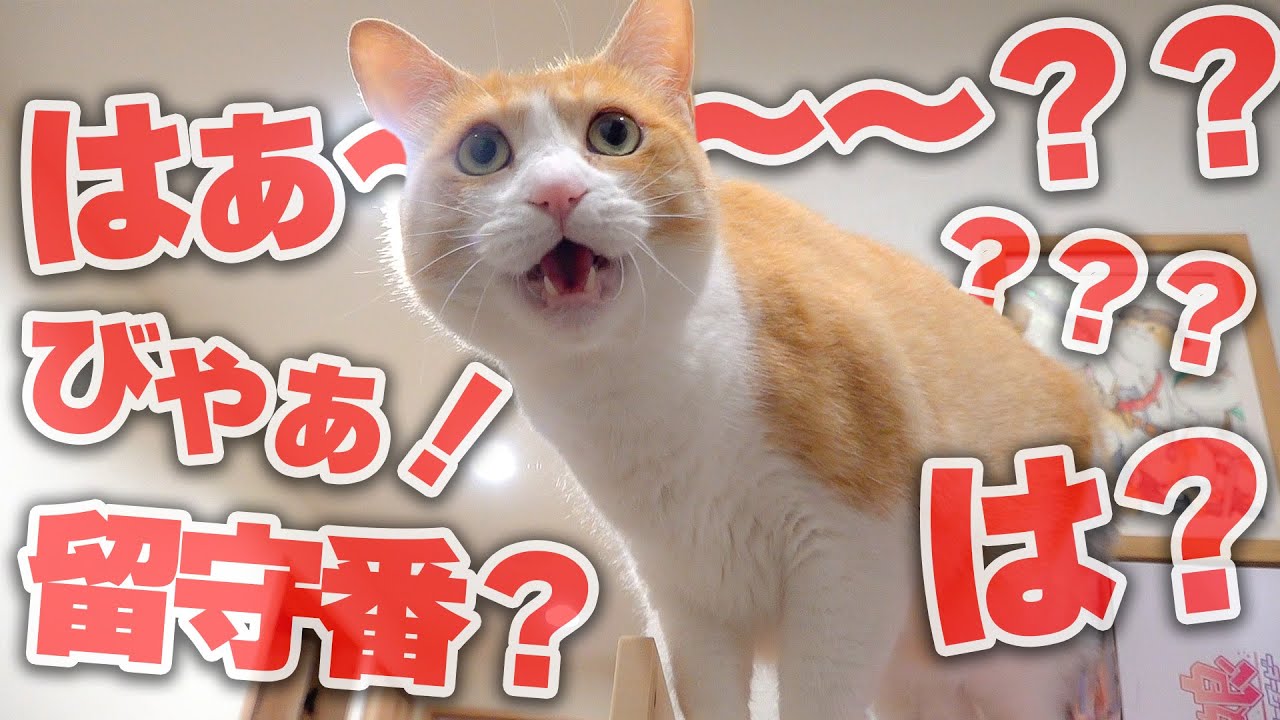 1人ぼっちで家に留守番することになった猫、ブチギレて鳴き叫びまくってしまう…
