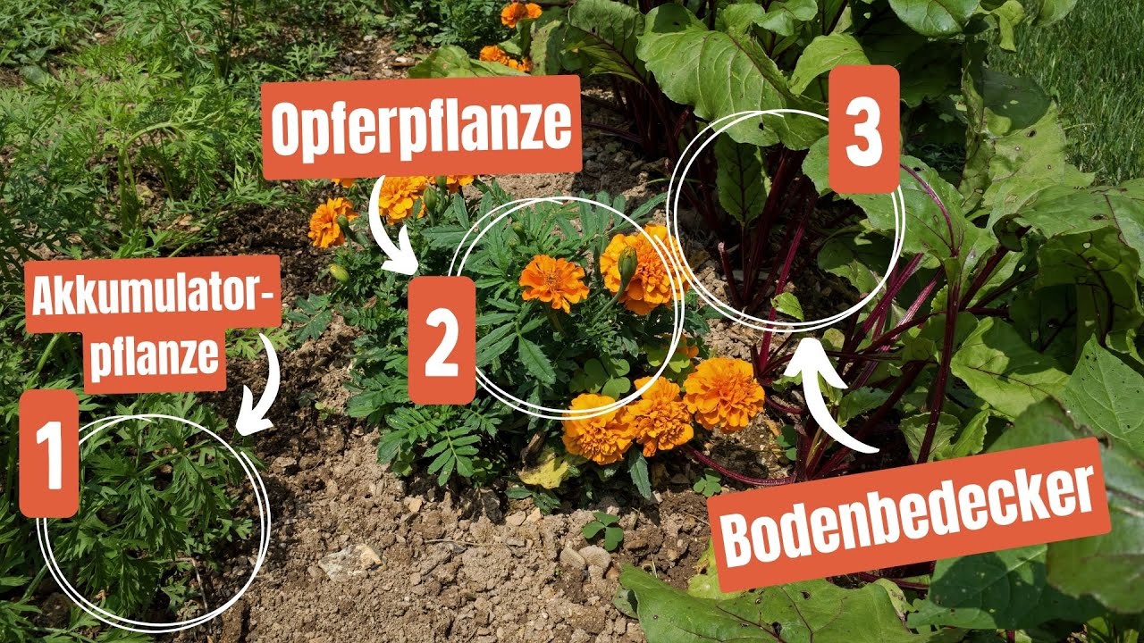 Unsere Top 8 Mischkulturen für den Garten (und wie sie funktionieren) 🌱