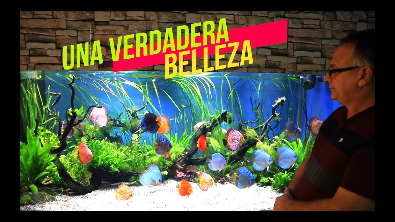 EL MEJOR ACUARIO DE PECES DISCO QUE HE VISTO (4K)😱