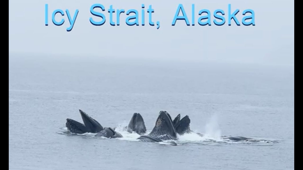 Icy Strait: Whale Watching