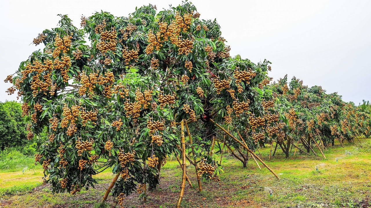 Growing and Harvesting Longan Thousands of Tons in My Village to Sell - Agriculture Technology