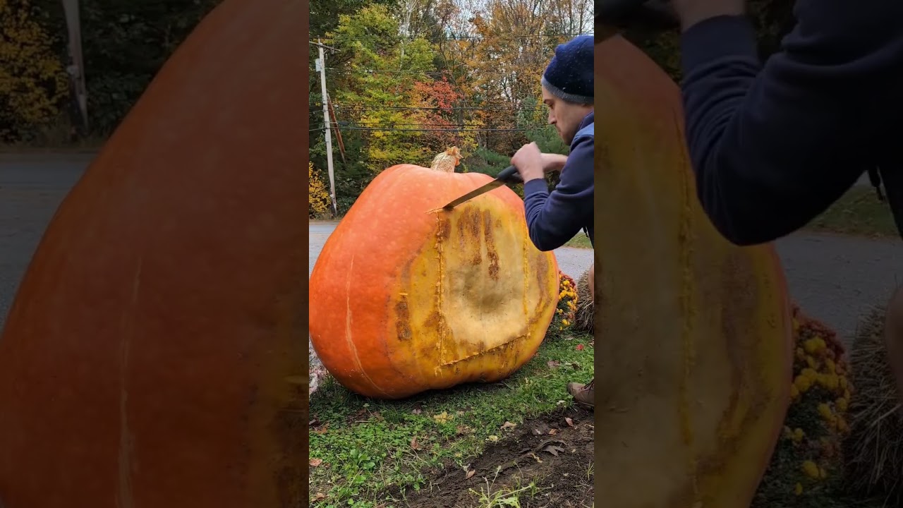 Prepping for carving and collecting seeds 🎃🔥#halloween #pumpkin #giantpumpkin #gardening #asmr