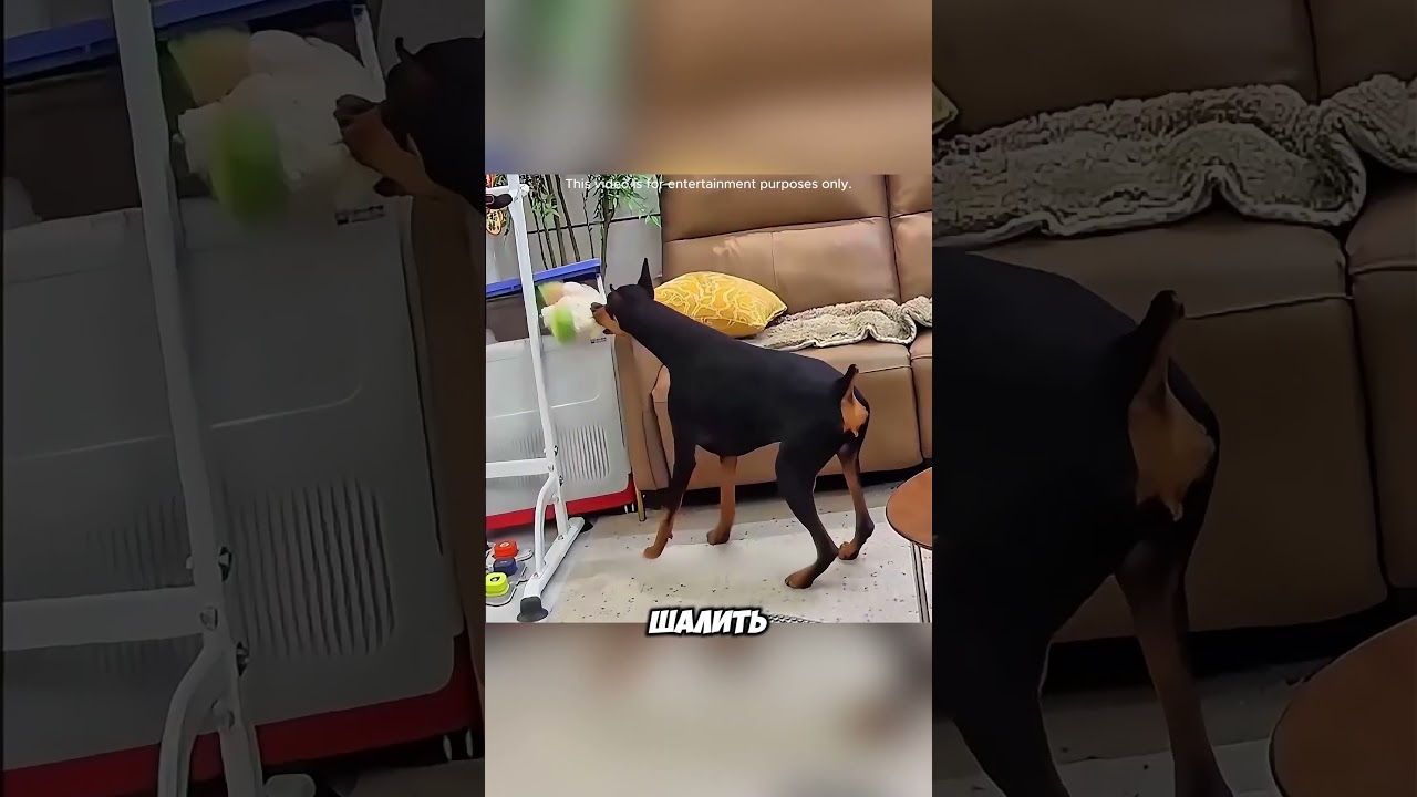 The loyal dog who saved his owner