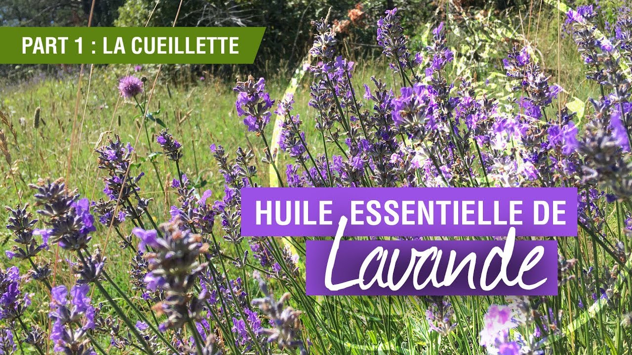 Fabrication de l'huile essentielle de lavande/ partie 1