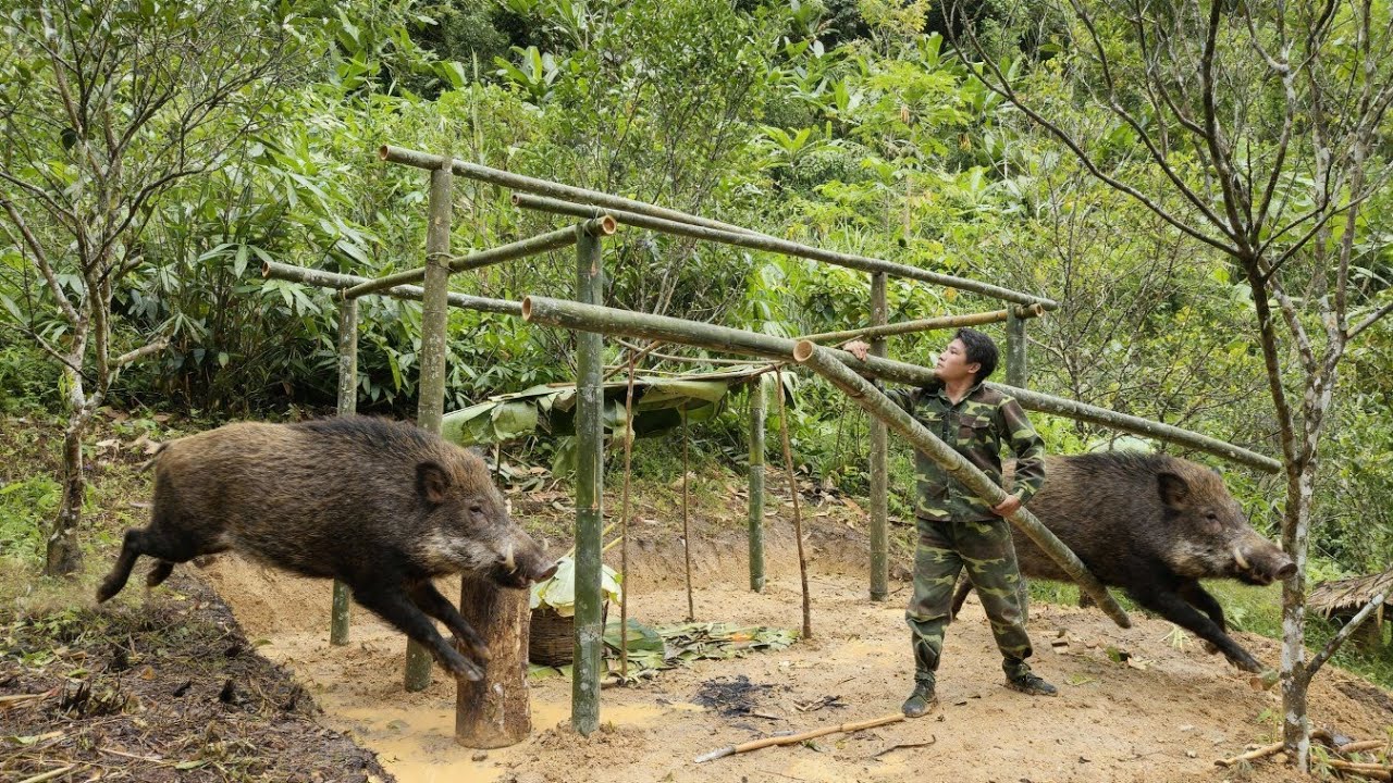 Building a solid bamboo house frame, future project, survival skills