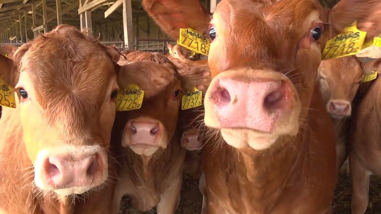 Melyik húsmarha húsát a legkönnyebb értékesíteni / Télen Nyáron Limousin   Ábrahámné Mayer Judit