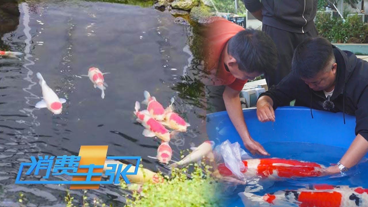 锦鲤也做“医美”？据说术后身价能翻倍？超千万元的名贵锦鲤到底贵在哪儿？「消费主张」 20231130 | 财经风云