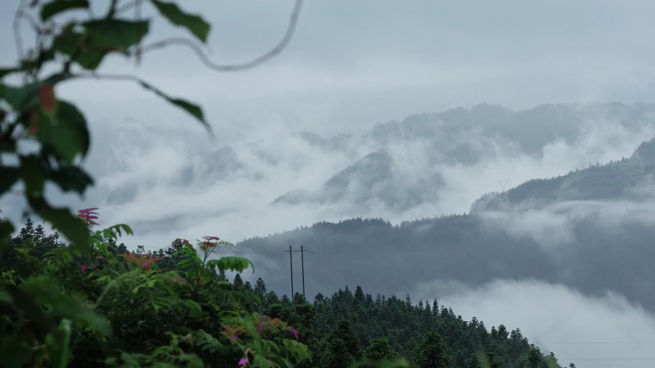 Misty Mountain Morning | Relaxing Bird Sounds for Deep Sleep