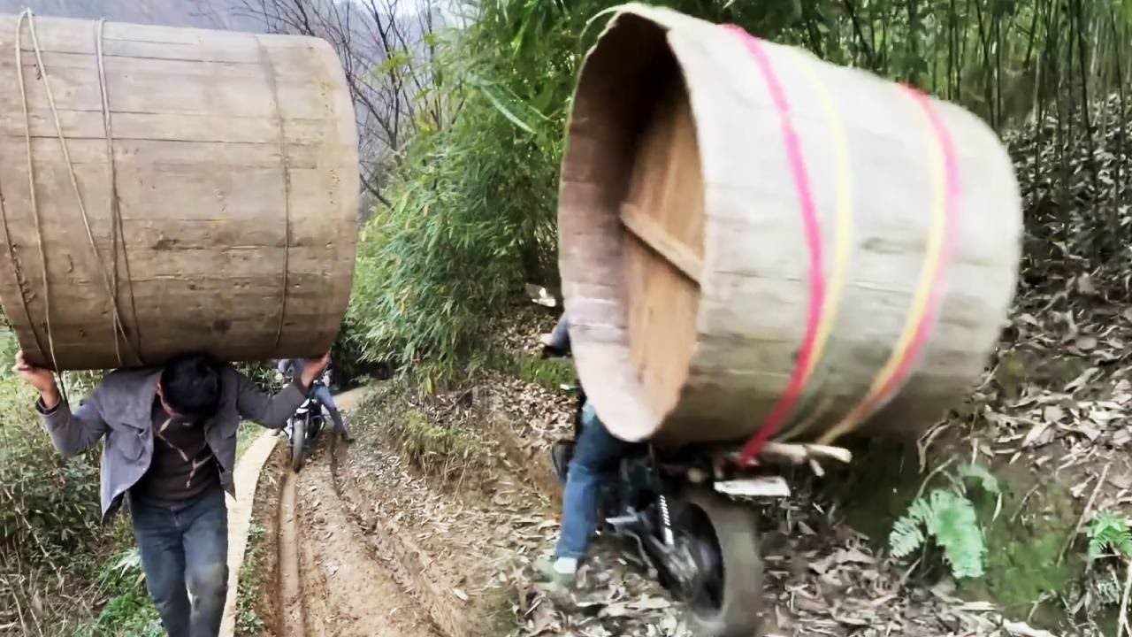 A young man on a motorcycle helped someone transport an oversized bamboo tube.